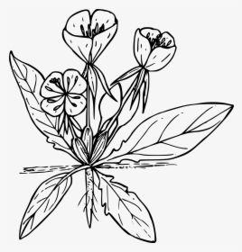 Black And White Drawing Of A Wild Flower Free Image - Line Drawn Wildflowers Png, Transparent Png, Transparent PNG