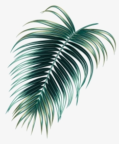 Tropical Rainforest , Png Download - Tropical Jungle Leaf Png, Transparent Png, Transparent PNG