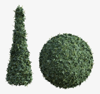 Topiary, Bush, Tall, Hedge, Round, Green, Leaves, Shrub - Christmas Tree, HD Png Download, Transparent PNG