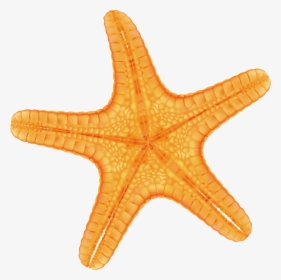 Hand Painted Yellow Starfish Png Download - Estrela Do Mar Lilas, Transparent Png, Transparent PNG
