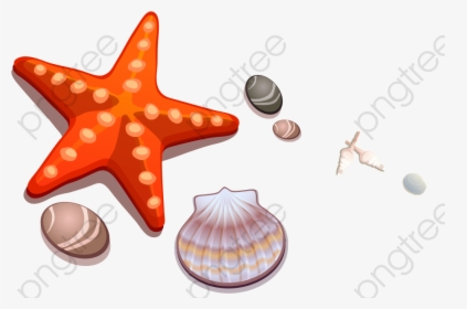Transparent White Starfish Png - Starfish And Shell Clipart, Png Download, Transparent PNG