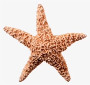 Starfish Png Transparent Image - Starfish White Background, Png Download, Transparent PNG