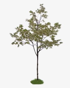 Photoshop Little Tree , Png Download - Little Tree Without Background, Transparent Png, Transparent PNG