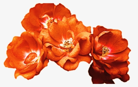 15 Red Flower Crown Png For Free Download On Mbtskoudsalg - Orange Flower Crown Png, Transparent Png, Transparent PNG