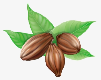 Cacao Png - Cocoa Beans Clipart, Transparent Png, Transparent PNG
