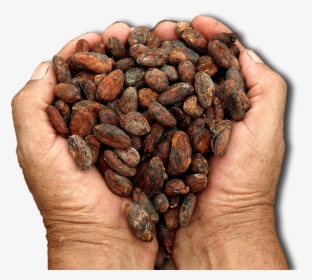 Cacao Png - Cocoa Bean Origin, Transparent Png, Transparent PNG