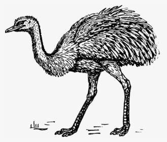 Emu - Rhea Black And White, HD Png Download, Transparent PNG