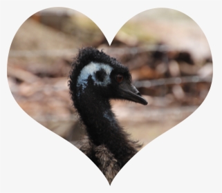 Emu Love, HD Png Download, Transparent PNG