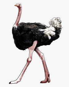 Emu - Ostrich Png, Transparent Png, Transparent PNG