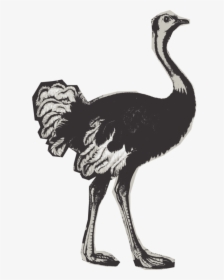 Flightless Bird,cranelike Bird,animal Figure - Ostrich, HD Png Download, Transparent PNG