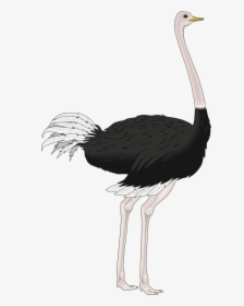 Emu - Transparent Background Ostrich Png, Png Download, Transparent PNG