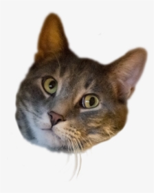 Cat Head Transparent Background, HD Png Download, Transparent PNG