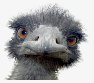 Peek A Boo Ostrich Postcards (960x721), Png Download - Ugly Emu, Transparent Png, Transparent PNG