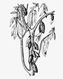 Cocoa Bean Tree Drawing, HD Png Download, Transparent PNG