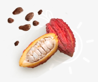 Cacao - Momordica Charantia, HD Png Download, Transparent PNG
