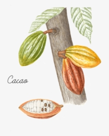 Cacao - Diet Food, HD Png Download, Transparent PNG