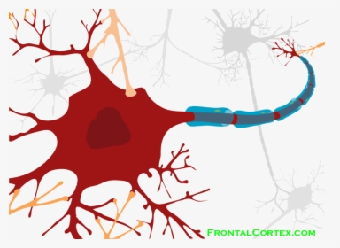 Detailed Structure Of Neuron, HD Png Download, Transparent PNG