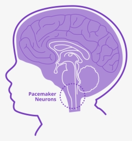 Stabilizes Pacemaker Neurons   Class Lazyload Full - Illustration, HD Png Download, Transparent PNG