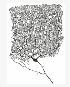 Santiago Ramon Y Cajal Drawings, HD Png Download, Transparent PNG