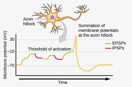 Illustration Shows The Location Of The Axon Hillock, - Axon Hillock And Summation, HD Png Download, Transparent PNG