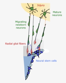 Neuron - Radial Glial Fibers, HD Png Download, Transparent PNG
