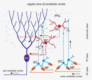 Cerebellum Neural Network, HD Png Download, Transparent PNG