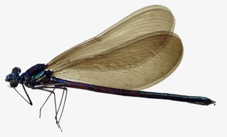 Dragonfly Png, Transparent Png, Transparent PNG