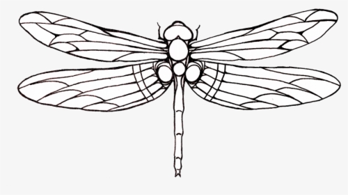 Outline Images Of Dragonfly, HD Png Download, Transparent PNG