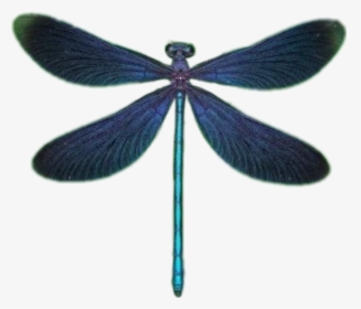 #dragonfly #dragonflywings #wings #стрекоза #крылья - Damselfly, HD Png Download, Transparent PNG