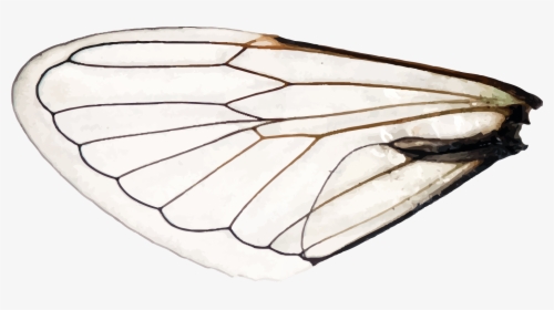 Wings Of A Dragonfly Left - Aporia, HD Png Download, Transparent PNG