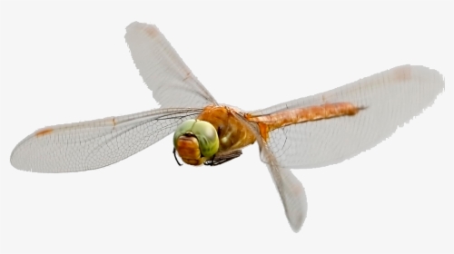 Norfolk Hawaker Dragonfly - Hawker Dragonflies, HD Png Download, Transparent PNG
