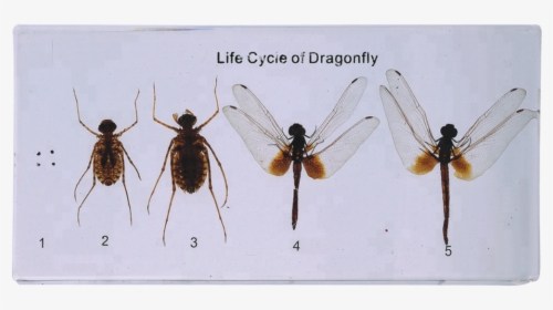 Dragonfly Of Life Cycle Model For Teaching - Membrane-winged Insect, HD Png Download, Transparent PNG