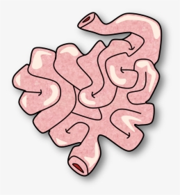 Small Intestine Clipart , Png Download - Small Intestine Clipart, Transparent Png, Transparent PNG