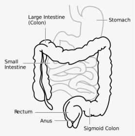 Large Intestine And Small Intestine Diagram, HD Png Download, Transparent PNG
