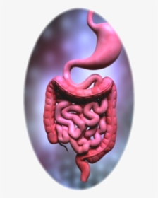 Mothernature Intestines - Digestive System Organs Colours, HD Png Download, Transparent PNG