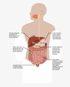 Protein Digestion Begins In The Stomach, Where Pepsin - Illustration, HD Png Download, Transparent PNG