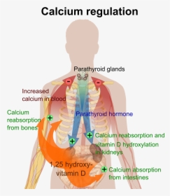 Calcium Regulation - Calcium Does For The Body, HD Png Download, Transparent PNG