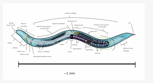 Nematode Facts, HD Png Download, Transparent PNG