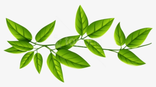 Free Png Download Leaves Free Download Png Png Images - Green Leaves Transparent Background, Png Download, Transparent PNG