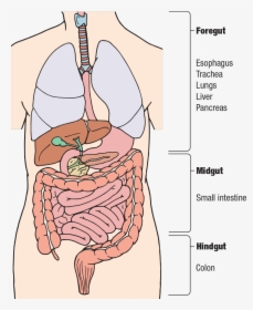 Diagram, HD Png Download, Transparent PNG