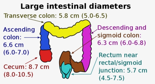 Large Intestine Diameter, HD Png Download, Transparent PNG