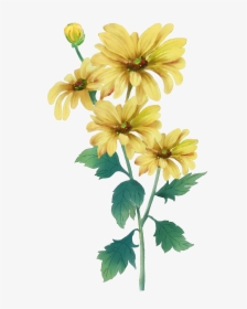 Clip Art Double Ninth Festival Painting - Yellow Chrysanthemum Flower Water Color Painting, HD Png Download, Transparent PNG