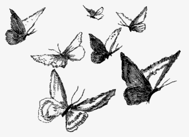 Clipart Black And White Ankle Drawing Pencil - Butterfly Pencil Drawing Png, Transparent Png, Transparent PNG