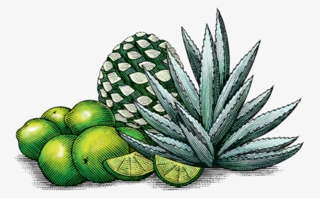 Limeagave - Mexican Agave Art, HD Png Download, Transparent PNG