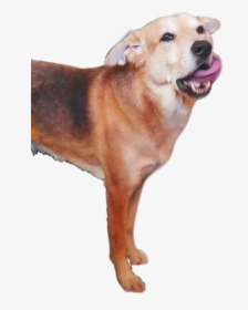 #dingo - Dog Catches Something, HD Png Download, Transparent PNG