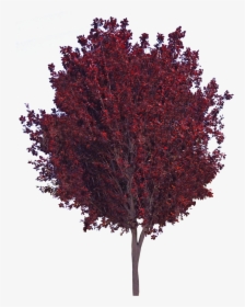 Purple Leaf Plum - Purple Leaf Plum Png, Transparent Png, Transparent PNG