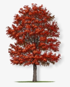Northern Red Oak Tree Crown, HD Png Download, Transparent PNG