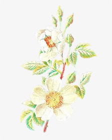 Vintage Flower Illustration Png , Transparent Cartoons - Evergreen Rose, Png Download, Transparent PNG