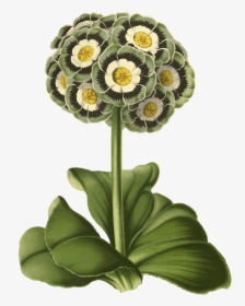 Primrose, Flower, Plant, Blossom, Bloom, Vintage - Primrose Drawing Png, Transparent Png, Transparent PNG
