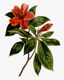 Flower, Vintage, Rhododendron, Art, Painting, Drawing - Rhododendron Simsii Botanical, HD Png Download, Transparent PNG
